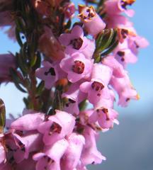 Erica intervallaris intervallaris