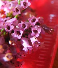 Erica intervallaris intervallaris