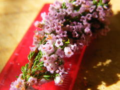Erica intervallaris intervallaris