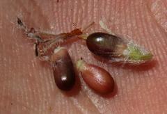 Sorocephalus alopecurus