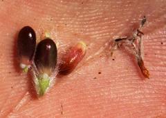 Sorocephalus alopecurus