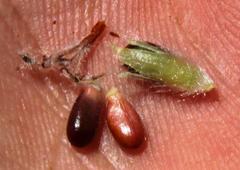 Sorocephalus alopecurus