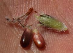 Sorocephalus alopecurus