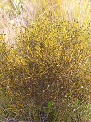 Thesium nigroperianthum
