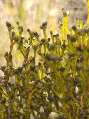 Thesium nigroperianthum