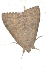 Catocala electilis