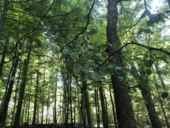 Crataegus succulenta