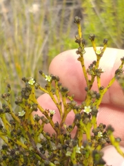 Thesium nigroperianthum