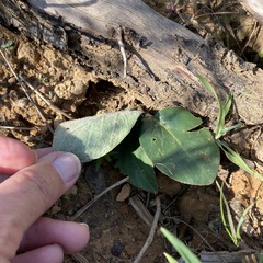 Pelargonium asarifolium