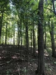 Crataegus succulenta