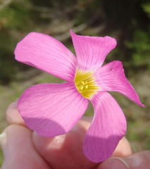 Oxalis imbricata violacea
