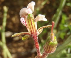 Pelargonium dolomiticum