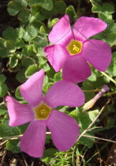 Oxalis imbricata violacea
