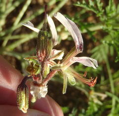 Pelargonium dolomiticum