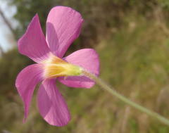Oxalis imbricata violacea