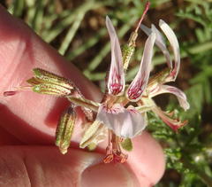 Pelargonium dolomiticum