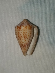 Conasprella perplexa