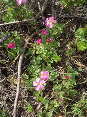 Oxalis imbricata violacea