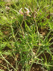 Pelargonium dolomiticum