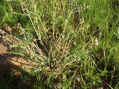 Pelargonium dolomiticum