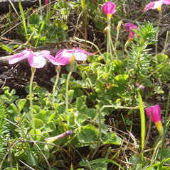 Oxalis imbricata violacea