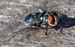 Chrysomya chloropyga