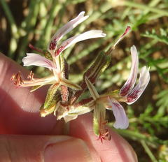 Pelargonium dolomiticum