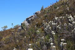 Sorocephalus alopecurus