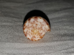 Conasprella perplexa