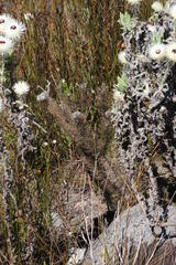 Sorocephalus alopecurus