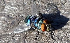 Chrysomya chloropyga