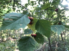 Crataegus populnea
