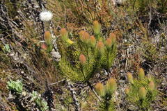 Sorocephalus alopecurus