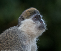 Chlorocebus aethiops