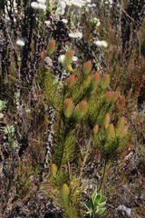 Sorocephalus alopecurus