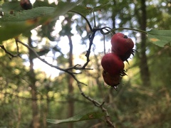 Crataegus populnea