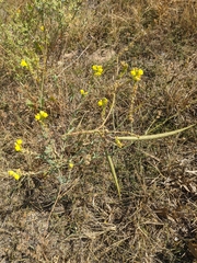 Linaria genistifolia