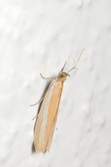 Tampa dimediatella