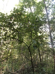 Crataegus populnea