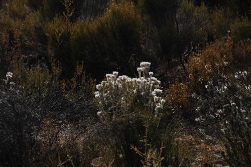 Phylica barbata (Phylica barbata)