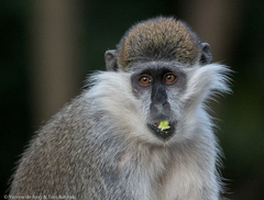Chlorocebus aethiops