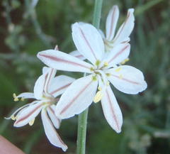 Trachyandra asperata asperata