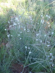 Trachyandra asperata asperata