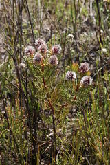 Serruria phylicoides