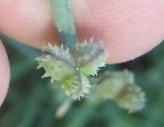 Trachyandra asperata asperata