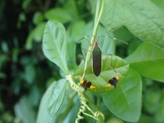 Anisoscelis marginellus