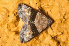 Coenipeta bibitrix