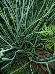 Trachyandra asperata asperata