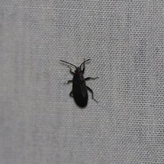 Melacoryphus rubicollis