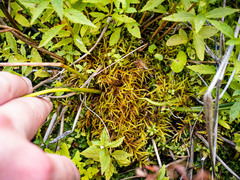 Helodium paludosum